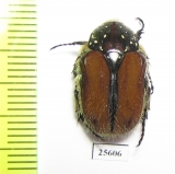 Trichostetha capensis ssp.  South Africa Rep. - INSECTS-STORE.RU