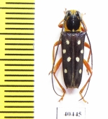 Glenea amboynica  Indonesia, Seram isl. - INSECTS-STORE.RU