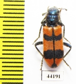 Trichodes sp.  Turkey, Hakkari prov. - INSECTS-STORE.RU