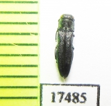 Agrilus sp.  Russia, Siberia - INSECTS-STORE.RU