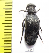 Meloe tuccius  Kyrgyzstan - INSECTS-STORE.RU