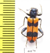 Trichodes sp.  Turkey, Hakkari prov. - INSECTS-STORE.RU