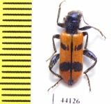 Trichodes sp.  Turkey, Hakkari prov. - INSECTS-STORE.RU