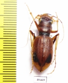 Phaeoxantha klugii  Peru - INSECTS-STORE.RU