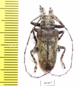 Cerambycidae sp., Thailand - INSECTS-STORE.RU