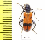 Trichodes sp.  Turkey, Hakkari prov. - INSECTS-STORE.RU