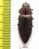 Chalcophorella stigmatica  Turkey - INSECTS-STORE.RU