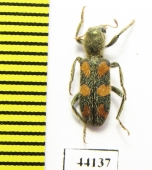 Trichodes sp.  Turkey, Van prov. - INSECTS-STORE.RU