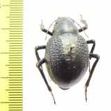 Pisterotarsa gigantea  Kazakhstan - INSECTS-STORE.RU