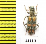 Trichodes sp.  Turkey, Van prov. - INSECTS-STORE.RU