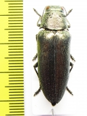 Buprestidae sp.  Mexico - INSECTS-STORE.RU