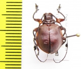 Cyclopeplus peruvianus  Peru - INSECTS-STORE.RU