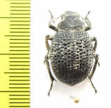 Pachyscelis sp.  Iran, Semnan prov. - INSECTS-STORE.RU