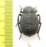 Pachyscelis musiva  Armenia - INSECTS-STORE.RU