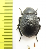 Pachyscelis sp.  Iran, Hamadan prov. - INSECTS-STORE.RU