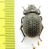 Pachyscelis metopotapha  Iran, Golestan prov. - INSECTS-STORE.RU