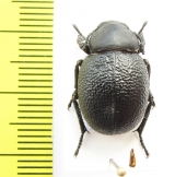 Pachyscelis chrysomeloides  Lebanon - INSECTS-STORE.RU