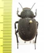 Pachyscelis villosa  Turkey - INSECTS-STORE.RU