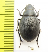 Pimelipachys laevicollis  Kazakhstan - INSECTS-STORE.RU