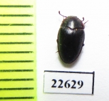 Monomma sp.  South Africa Rep. - INSECTS-STORE.RU