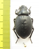 Pimelipachys laevicollis  Kazakhstan - INSECTS-STORE.RU