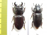 Novonigidius kirchneri, pair  Indonesia, Sulawesi  23mm - INSECTS-STORE.RU