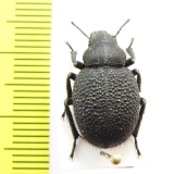 Iranopachyscelis persica  Iran, Isfahan prov. - INSECTS-STORE.RU