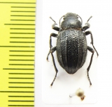 Lasiostola carinata  Kazakhstan - INSECTS-STORE.RU