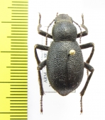 Trachyderma setosa  Armenia - INSECTS-STORE.RU