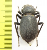 Trachyderma hispida  Morocco - INSECTS-STORE.RU