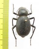 Trachyderma hispida  Morocco - INSECTS-STORE.RU