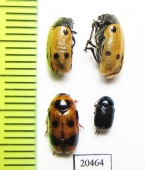 Chrysomelidae sp.  Turkey - INSECTS-STORE.RU