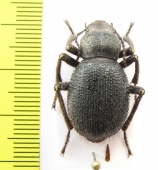 Trachyderma philistina  Jordan - INSECTS-STORE.RU