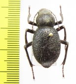 Trachyderma philistina  Iran, Khuzestan prov. - INSECTS-STORE.RU