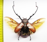 Euchirus longimanus  Indonesia, Seram isl. 67mm - INSECTS-STORE.RU