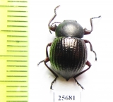 Tenebrionidae sp.  South Africa Rep. - INSECTS-STORE.RU