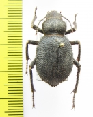 Trachyderma philistina  Israel - INSECTS-STORE.RU