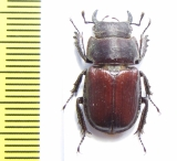 Noseolucanus denticulus  Myanmar  20mm - INSECTS-STORE.RU