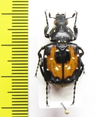 Gnorimus bartelsi, male  Abkhazia - INSECTS-STORE.RU