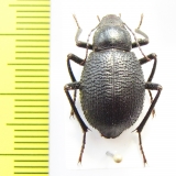 Trachyderma triangularis Uzbekistan - INSECTS-STORE.RU