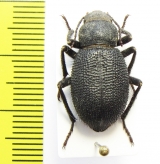 Thriptera kraatzi  Iran, Hormozgan prov. - INSECTS-STORE.RU