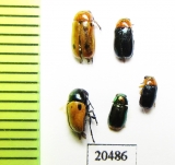 Chrysomelidae sp.  Morocco - INSECTS-STORE.RU