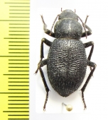 Thriptera kraatzi  Iran, Hormozgan prov. - INSECTS-STORE.RU