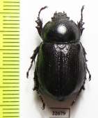 Dynastinae sp.  South Africa Rep. - INSECTS-STORE.RU