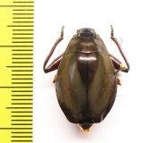 Gyrinidae sp.  Papua New Guinea 22mm - INSECTS-STORE.RU