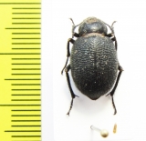 Thriptera ballionis  Uzbekistan - INSECTS-STORE.RU