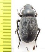 Pachyscelis banghaasi  Tajikistan - INSECTS-STORE.RU