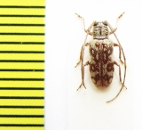 Chariesthes ruficollis  Ethiopia - INSECTS-STORE.RU