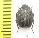 Stalagmoptera sordida  Kirgizstan - INSECTS-STORE.RU