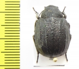 Stalagmoptera tuberculatocostata simulatrix  Kazakhstan - INSECTS-STORE.RU